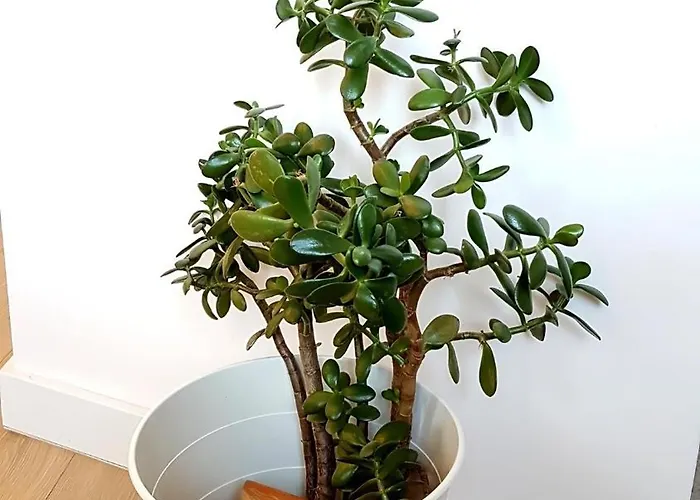 Lägenhet Batorego, Panoramic Excellent View *